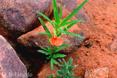 Hybanthus stellarioides